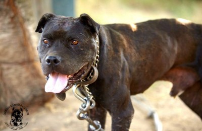 police-rescued-28-dogs-dogfighting-network-Florida-whatisusa.info
